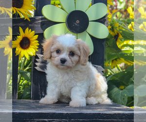 Cavachon Puppy for sale in GORDONVILLE, PA, USA