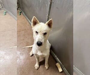 Siberian Husky Dogs for adoption in Carrollton, TX, USA