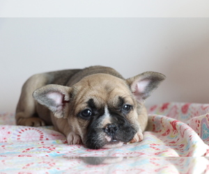 French Bulldog Puppy for sale in SHILOH, OH, USA