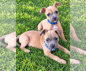 Brooks - Male Mutt Dog for Adoption - Photo #2
