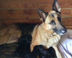 Mother of the German Shepherd Dog puppies born on 03/02/2018