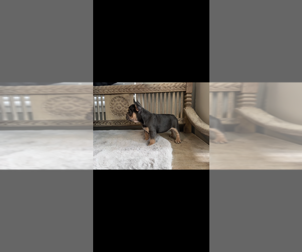 Medium Photo #7 French Bulldog Puppy For Sale in NORTH VERNON, IN, USA