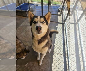 - Mix Dogs for adoption in El Centro, CA, USA