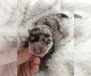 Pomsky Puppy for sale in ORANGE PARK, FL, USA