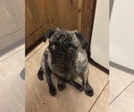 Small #1 Pug