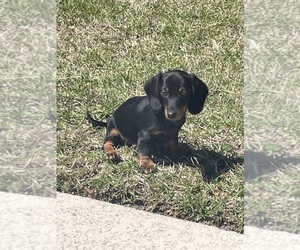 Dachshund Puppy for sale in TOWNSEND, GA, USA