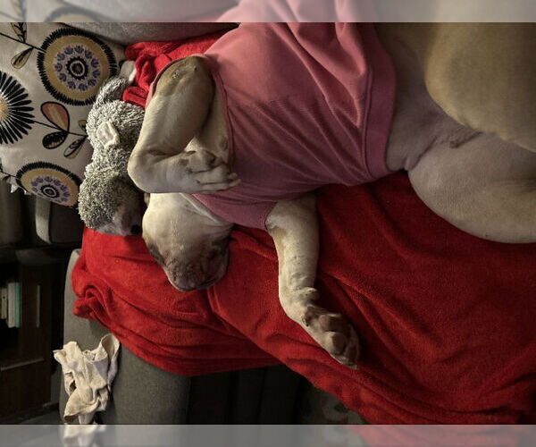 Medium Photo #21 Bulldog-Unknown Mix Puppy For Sale in Germantown, OH, USA