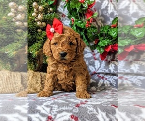 Cavapoo Puppy for sale in NEW PROVIDENCE, PA, USA