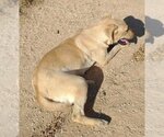 Small #9 Mutt