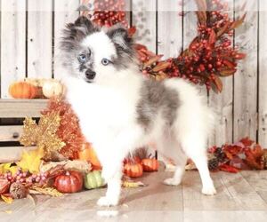 Pomeranian Puppy for sale in MOUNT VERNON, OH, USA