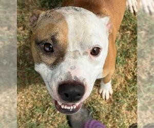 Mutt Dogs for adoption in Tulsa, OK, USA