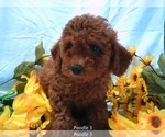 Small #2 Poodle (Miniature)