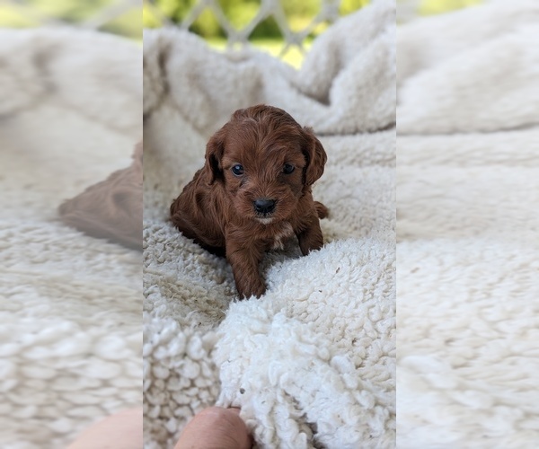 Medium Photo #2 Cavapoo Puppy For Sale in GOSHEN, IN, USA
