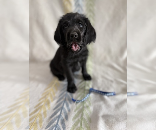 Medium Photo #1 Labradoodle Puppy For Sale in PRESCOTT VALLEY, AZ, USA