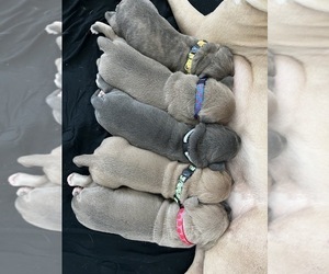 American Bandogge-Cane Corso Mix Puppy for sale in TUCSON, AZ, USA