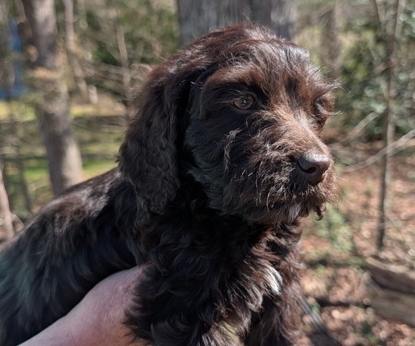 Medium Photo #9 Boykin Spaniel-Goldendoodle Mix Puppy For Sale in MORGANTON, NC, USA