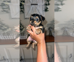 Mutt-Yorkshire Terrier Mix Puppy for sale in LABELLE, FL, USA