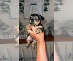 Image preview for Ad Listing. Nickname: Yorkie Mix