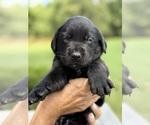 Small #21 Labrador Retriever