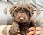 Small Photo #2 Goldendoodle-Schnoodle (Standard) Mix Puppy For Sale in ROME, GA, USA