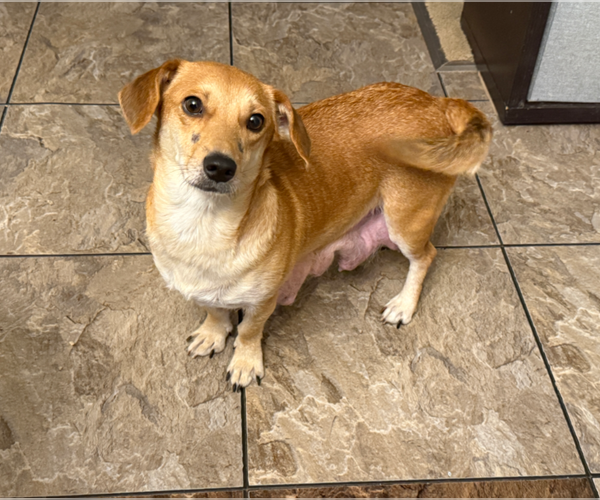 Medium Photo #5 Toy Rat Doxie Puppy For Sale in Holly Springs, NC, USA