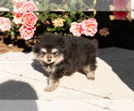 Small #1 Pomeranian