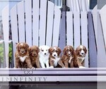 Small #1 Goldendoodle (Miniature)