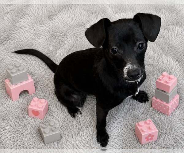 Medium Photo #1 Chihuahua-Unknown Mix Puppy For Sale in Sanford, FL, USA