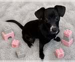 Small Chihuahua Mix