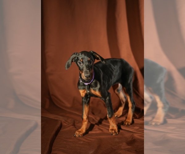 Medium Photo #26 Doberman Pinscher Puppy For Sale in RIVERDALE, MD, USA