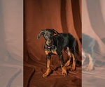Small Photo #26 Doberman Pinscher Puppy For Sale in RIVERDALE, MD, USA