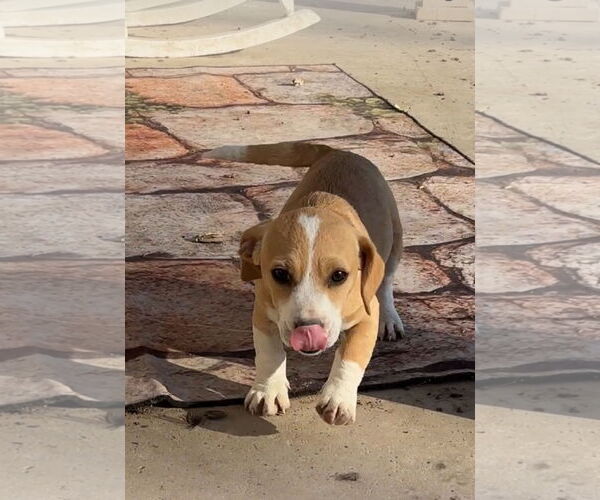 Medium Photo #6 Basset Hound Puppy For Sale in Harrison, AR, USA