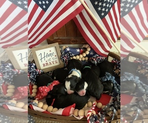 Aussie-Poo Puppy for sale in UNIONVILLE, IA, USA