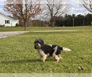 Mother of the Cockapoo puppies born on 03/19/2025