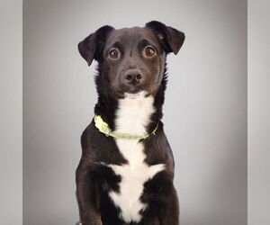 Chion Dogs for adoption in Sheridan, CO, USA