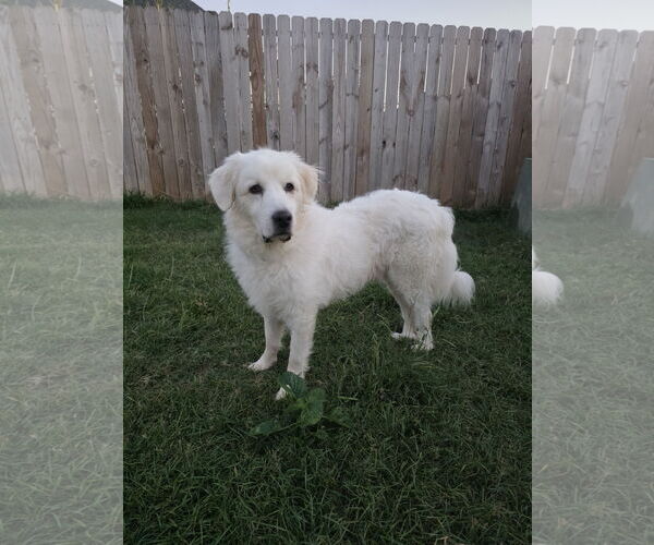 Medium Photo #6 Great Pyrenees-Unknown Mix Puppy For Sale in Houston, TX, USA