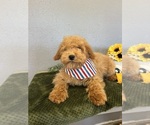 Small Photo #3 Mini Whoodle (Wheaten Terrier/Miniature Poodle) Puppy For Sale in DOSS, MO, USA