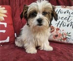 Small #5 Shorkie Tzu