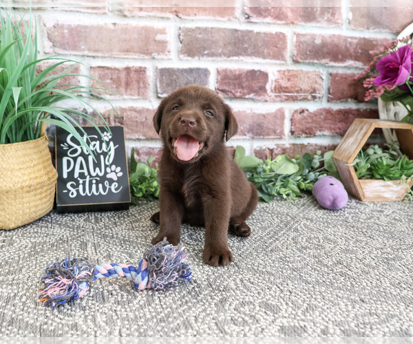 Medium Photo #3 Labrador Retriever Puppy For Sale in SYRACUSE, IN, USA
