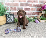 Small #2 Labrador Retriever
