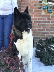 Father of the Akita puppies born on 12/24/2017