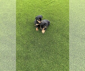 Rottweiler Puppy for sale in MONROE, WA, USA