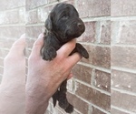 Small Photo #3 Goldendoodle Puppy For Sale in JENKS, OK, USA