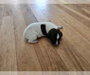 Medium German Shorthaired Pointer