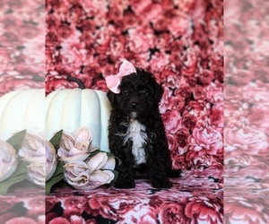 Poodle (Toy) Puppy for sale in KIRKWOOD, PA, USA