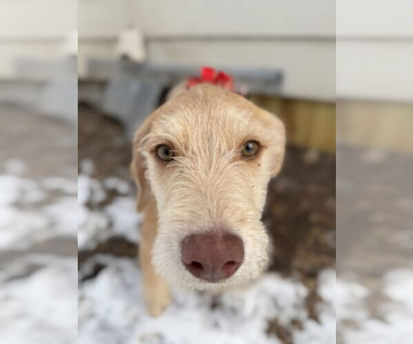 Medium Photo #10 Staffordshire Bull Terrier-Unknown Mix Puppy For Sale in Princeton, MN, USA