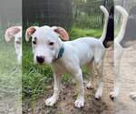 Small #1 Mutt