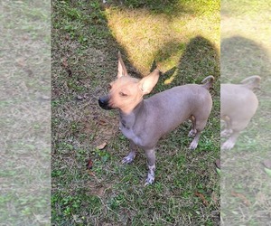 Mother of the Xoloitzcuintli (Mexican Hairless) puppies born on 03/02/2025