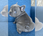 Small Photo #2 French Bulldog Puppy For Sale in MISSOURI CITY, TX, USA