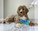 Small #1 Goldendoodle